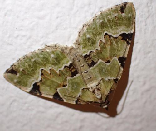 Réf. 235 778 : Colostygia pectinataria